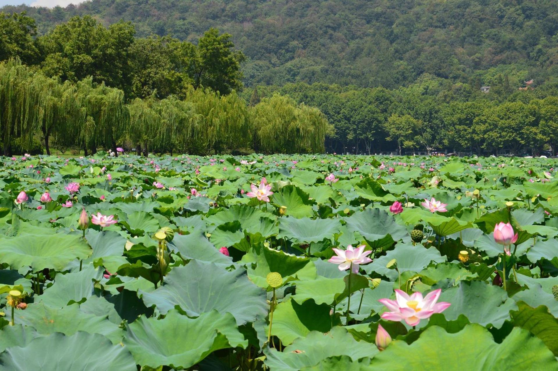 Nost Algia S Hotel In The West Lake Scenic Area-,Lingyin Temple, Leifeng Tower, Children'S Playground, Free Night Snack, Free Laundry, English Communication Well, Free Travel Advice Hangzhou Buitenkant foto